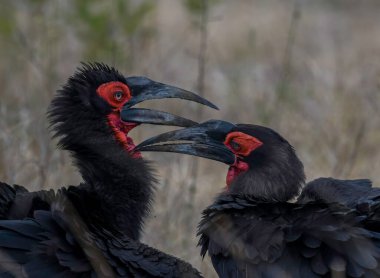 kruger national park Güney Afrika Güney kara Kartallar