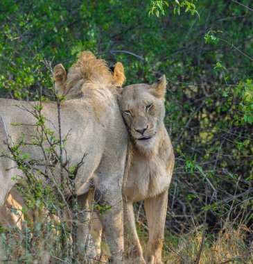 Güney Afrika 'daki Kruger Ulusal Parkı' nda Afrika safarisi sırasında aslan.