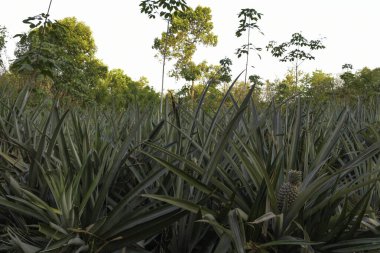 Organic Pineapple plantation in Kerala India clipart