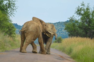 Bir safari sırasında Pilanesberg Ulusal Parkı 'nda iki Afrika fili yolda kavga ediyor.