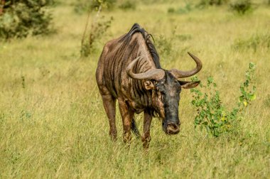 İzole edilmiş bir mavi antilop portresi ya da gnu ya da Güney Afrika 'da safari sırasında Taurinus' un portresi.