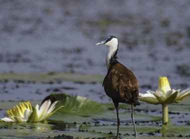 African Jacana - Actophilornis africanus is a wader bird taken in a South African nature reserve