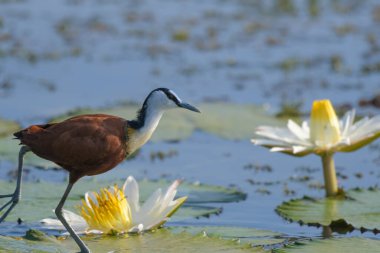 African Jacana - Actophilornis africanus is a wader bird taken in a South African nature reserve