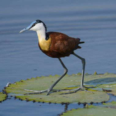 African Jacana - Actophilornis africanus is a wader bird taken in a South African nature reserve