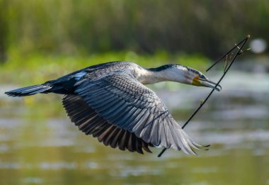 White breasted cormorant in mongena dam in Dinokeng nature reserve south africa