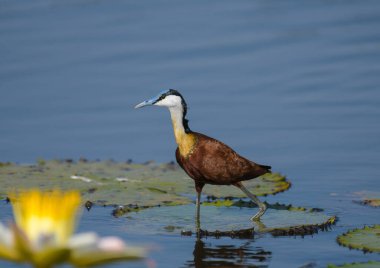 African Jacana - Actophilornis africanus is a wader bird taken in a South African nature reserve