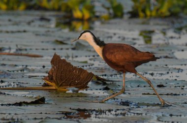 African Jacana - Actophilornis africanus is a wader bird taken in a South African nature reserve