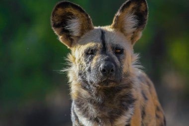 The African wild dog (Lycaon pictus), also called painted dog and Cape hunting dog in an african national park