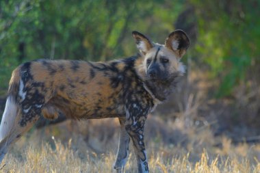 The African wild dog (Lycaon pictus), also called painted dog and Cape hunting dog in an african national park