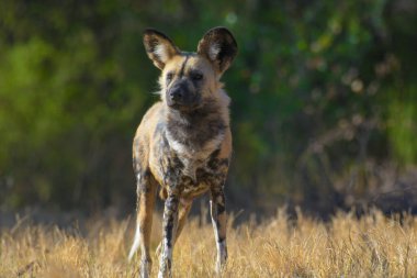 The African wild dog (Lycaon pictus), also called painted dog and Cape hunting dog in an african national park
