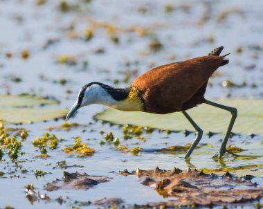 African Jacana - Actophilornis africanus is a wader bird taken in a South African nature reserve