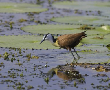 African Jacana - Actophilornis africanus is a wader bird taken in a South African nature reserve