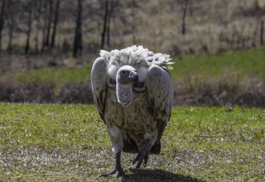 Cape Griffon Akbabası Dev 'in kalesinde Güney Afrika' da