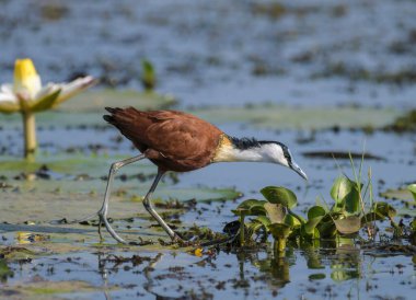 African Jacana - Actophilornis africanus is a wader bird taken in a South African nature reserve