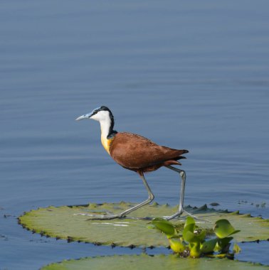 African Jacana - Actophilornis africanus is a wader bird taken in a South African nature reserve