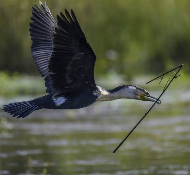 White breasted cormorant in mongena dam in Dinokeng nature reserve south africa