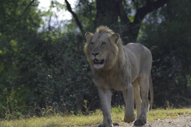 Güney Afrika 'daki Kruger Ulusal Parkı' nda Afrika safarisi sırasında aslan.