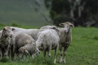 Güney Afrika 'nın kırsal kesimlerinde çiftlik hayvanı tarımı
