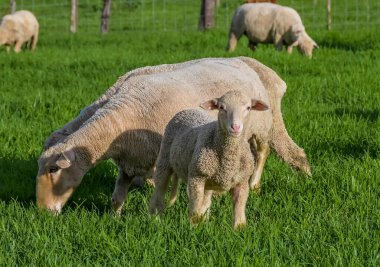 Merino koyun çiftliği Midlands kırsalında