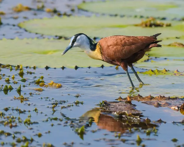 African Jacana - Actophilornis africanus is a wader bird taken in a South African nature reserve