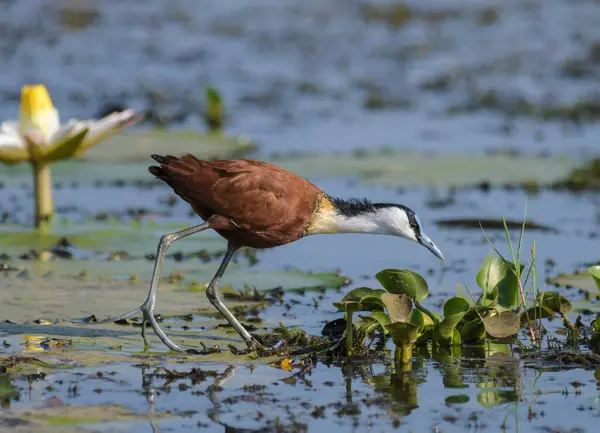 African Jacana - Actophilornis africanus is a wader bird taken in a South African nature reserve