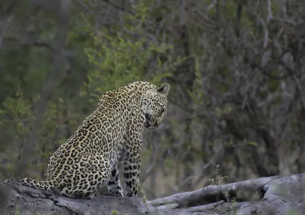 Güney Afrika 'daki Kruger Ulusal Parkı' nda safari sırasında büyük bir beşlik leopar.