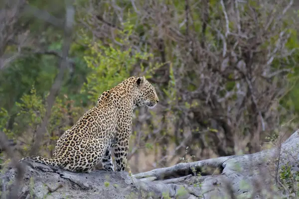 Güney Afrika 'daki Kruger Ulusal Parkı' nda safari sırasında büyük bir beşlik leopar.