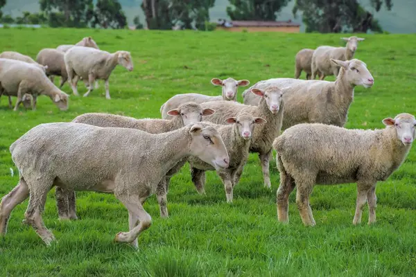 Merino koyun çiftliği Midlands kırsalında