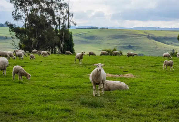 Merino koyun çiftliği Midlands kırsalında