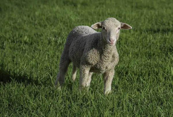 Merino koyun çiftliği Midlands kırsalında