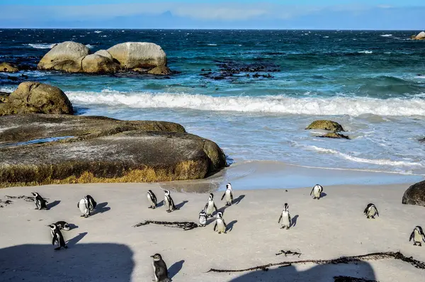 Simon 'ın Cape Town' undaki Boulder plajındaki Afrika penguen kolonisi.