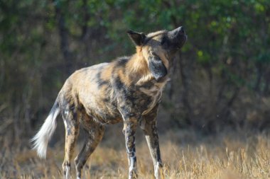 The African wild dog (Lycaon pictus), also called painted dog and Cape hunting dog in an african national park