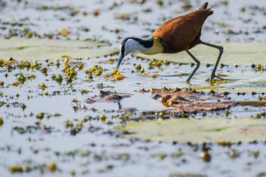 African Jacana - Actophilornis africanus is a wader bird taken in a South African nature reserve
