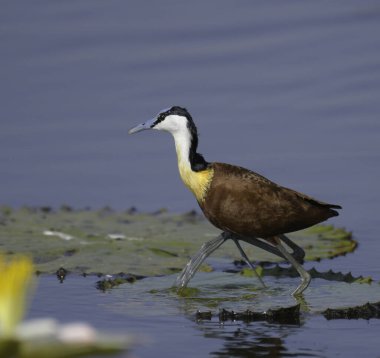 African Jacana - Actophilornis africanus is a wader bird taken in a South African nature reserve