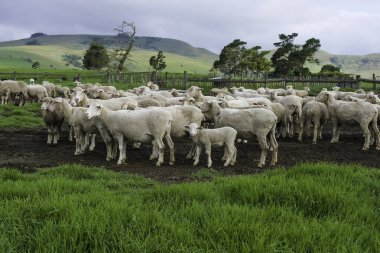 Merino koyun çiftliği Midlands kırsalında