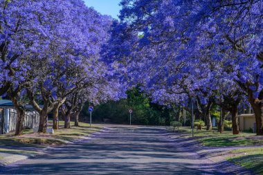 Pretoria 'da çiçek açmış canlı mor jakaranda ağaçlarıyla dolu pitoresk bir cadde.