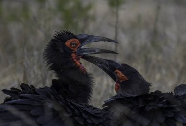kruger national park Güney Afrika Güney kara Kartallar