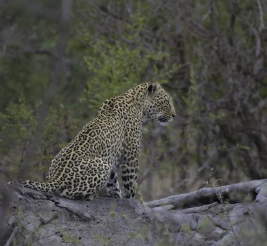 Güney Afrika 'daki Kruger Ulusal Parkı' nda safari sırasında büyük bir beşlik leopar.