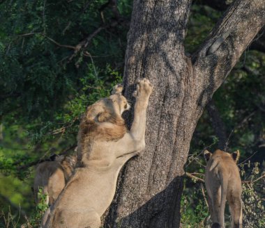 Güney Afrika 'daki Kruger Ulusal Parkı' nda Afrika safarisi sırasında aslan.
