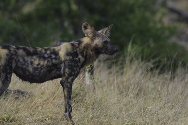 Kruger Park 'ta safari sırasında nesli tükenmekte olan vahşi Afrika köpeği.