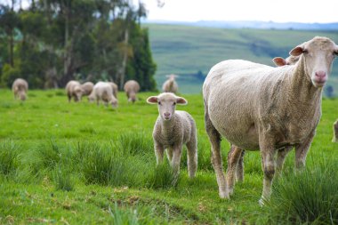 Merino koyun çiftliği Midlands kırsalında