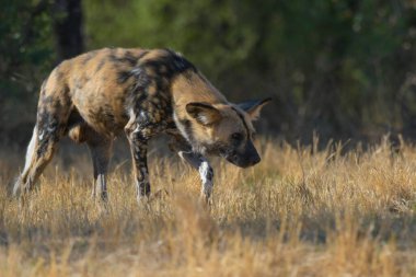 The African wild dog (Lycaon pictus), also called painted dog and Cape hunting dog in an african national park