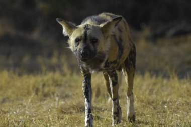 The African wild dog (Lycaon pictus), also called painted dog and Cape hunting dog in an african national park