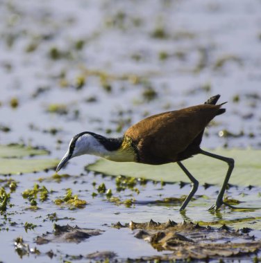 African Jacana - Actophilornis africanus is a wader bird taken in a South African nature reserve