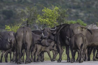Buffalo 'nun beş büyük sürüsü Kruger Ulusal Parkı Güney Afrika