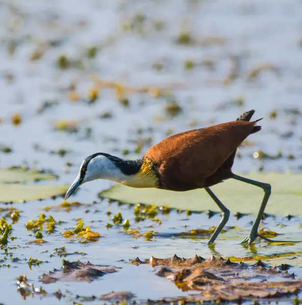 African Jacana - Actophilornis africanus is a wader bird taken in a South African nature reserve