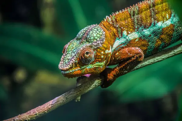 Dubai 'deki Dubai Akvaryumu BAE