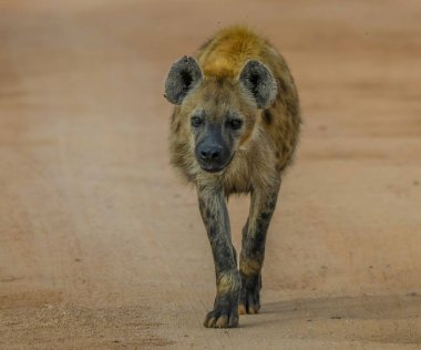 İzole edilmiş yalnız sırtlan portresi Kruger Ulusal Parkı Güney Afrika 'da görüldü.