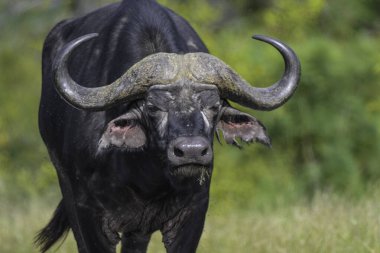 Kruger Ulusal Parkı Güney Afrika 'da Yalnız Bufalo Boğası