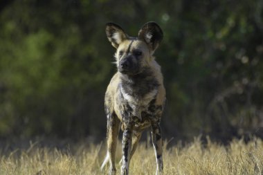 The African wild dog (Lycaon pictus), also called painted dog and Cape hunting dog in an african national park